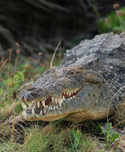 Crocodylus acutus Mata Lagoon