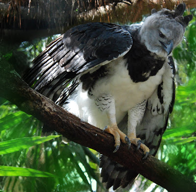 Bubba's Birding Blog for Birdwatching in Belize: Harpy Eagle Belize