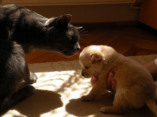 vesícula biliar Barón Descartar Gatos en casa: Convivencia entre un gato y un cachorro de perro