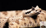 Crotalus cerastes