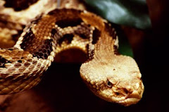 Crotalus horridus