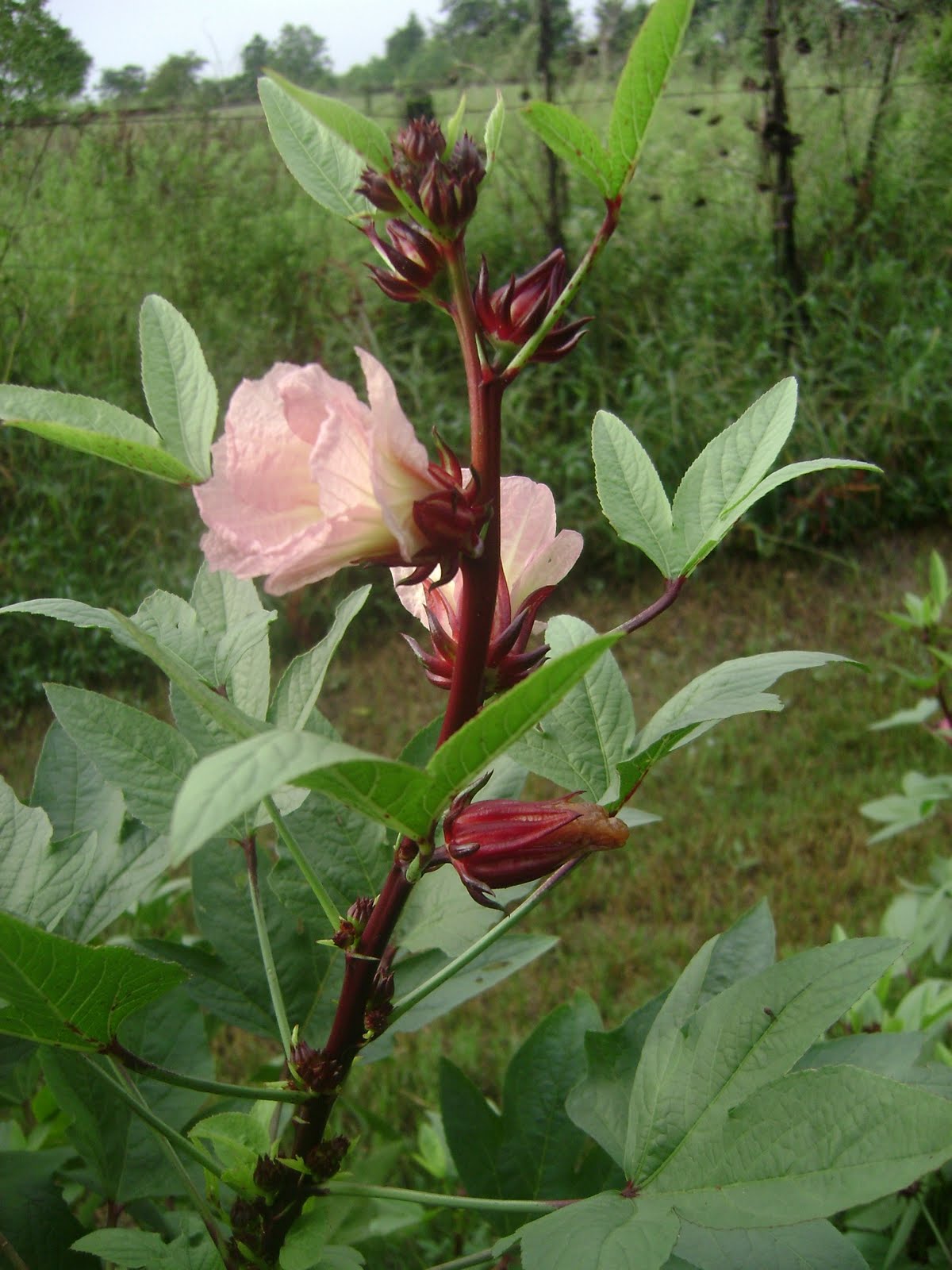 TSG Roselle (Jamaica Sorrel)