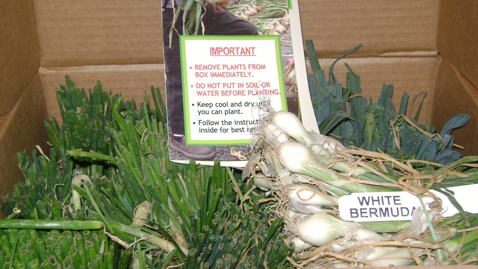 TSG Time for Onions in Southeast Texas