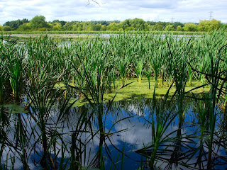 Shibdon Pond Nature Reserve Shibdon Pond Nature Reserve
