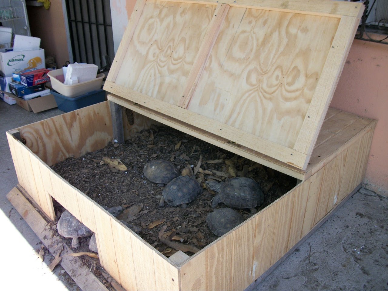 CRIADOR DE LA TORTUGA DE TIERRA,GOPEHRUS BERLANDIERI: CASITAS O