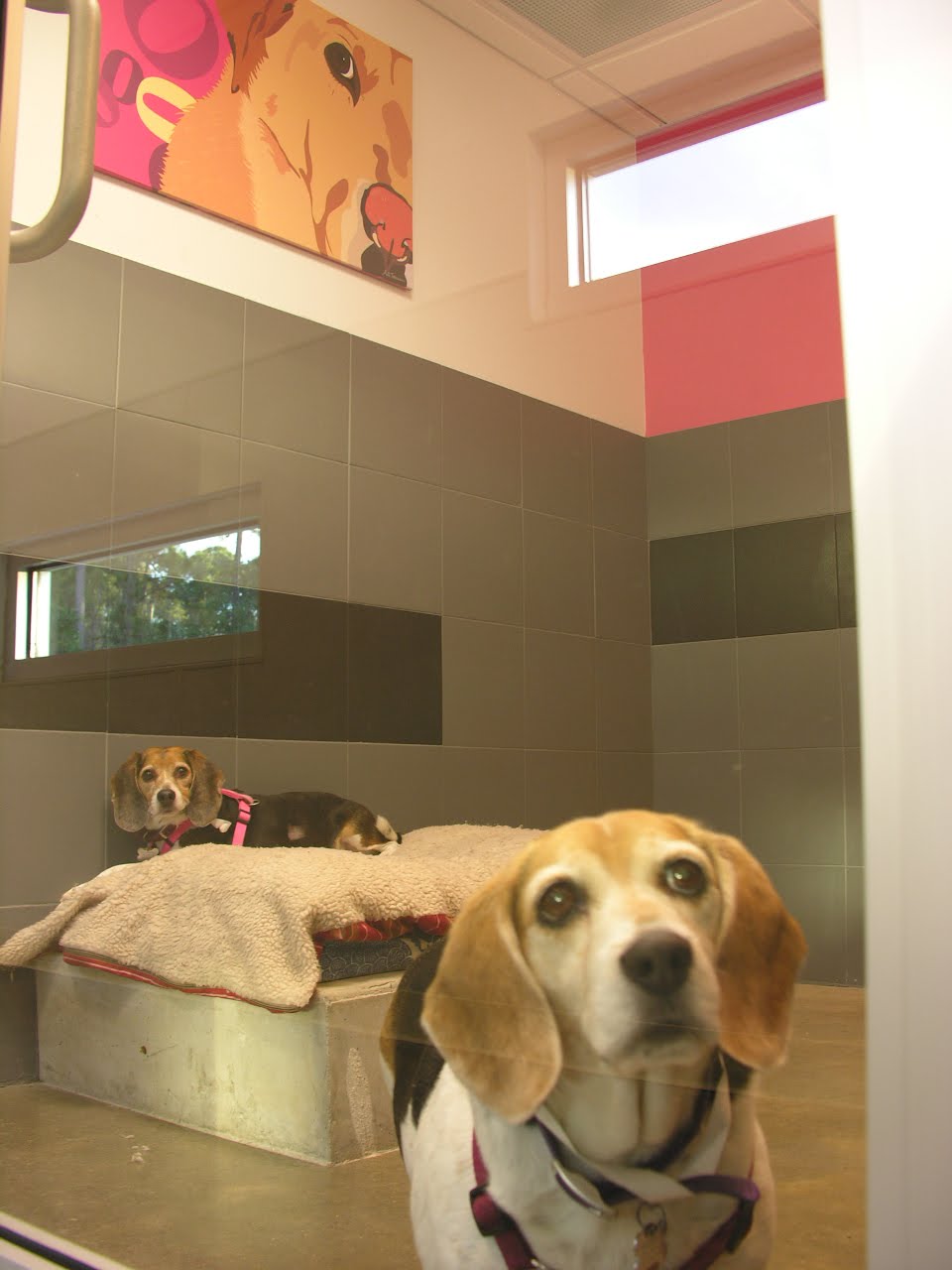 Ali's Paw Prints More pics from Best Friends Pet Care!