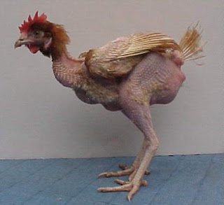 gallinas00.JPG