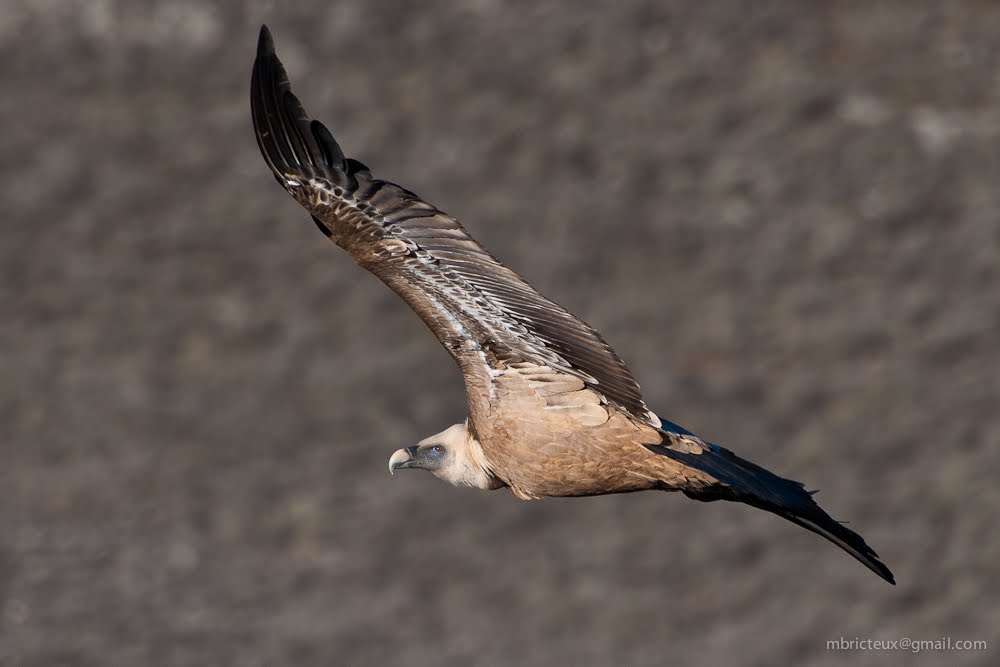 Griffon Vulture (Gyps fulvus) - Parque Natural del Rio Duratón, Spain