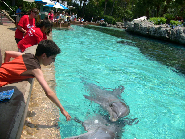 Sea World-Feeding the Dolphins