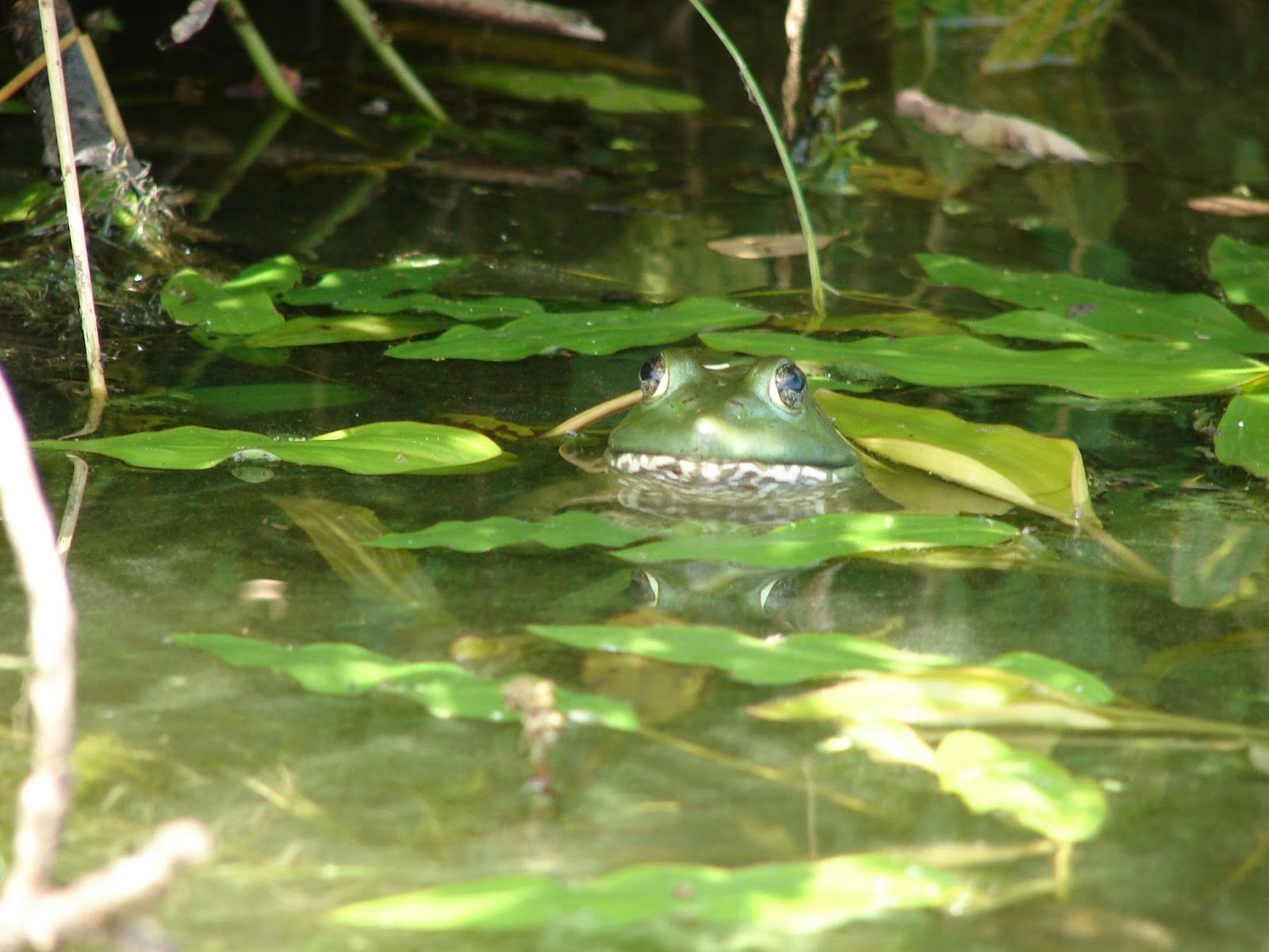 watchful-bullfrog