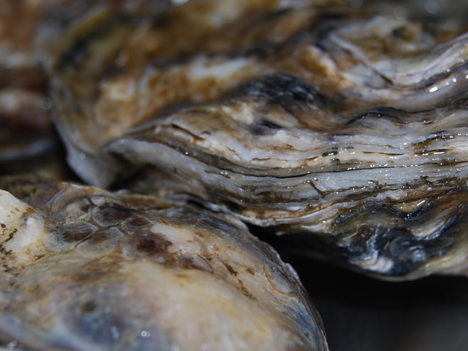 [oysters+003.jpg]