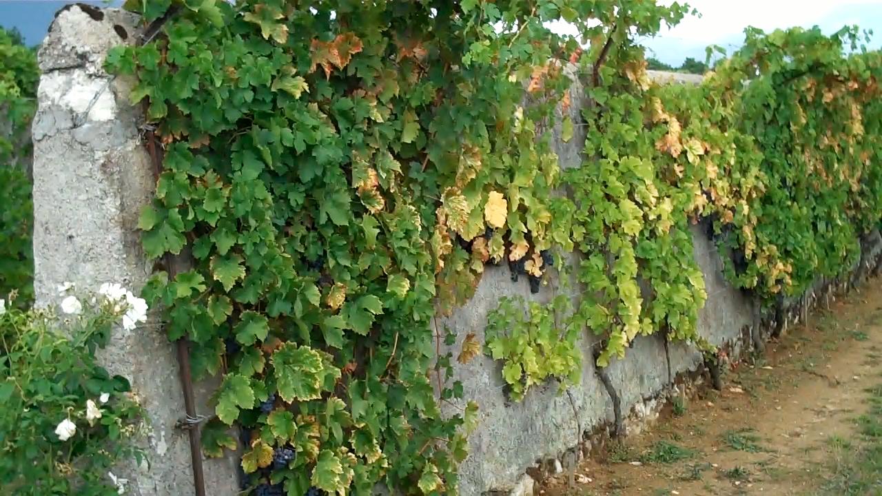 Sarcastic Traveler Blog Clos Cristal Growing grapes on the wall