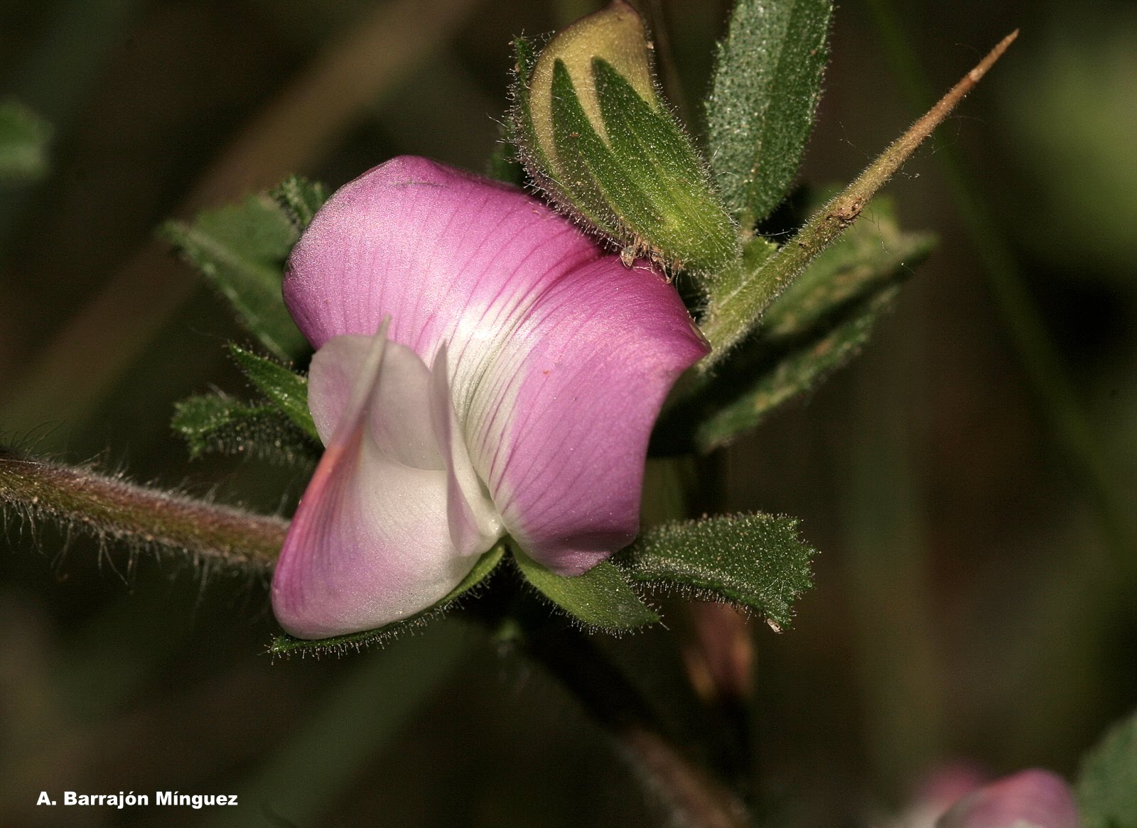 Naturaleza Viva: Ononis spinosa L. Fam: Fabaceae