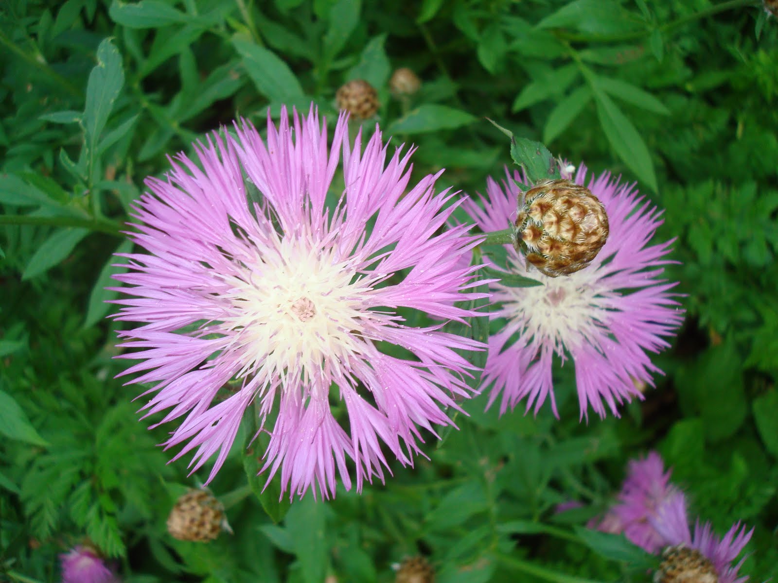 Hectichousehold What is blooming right now