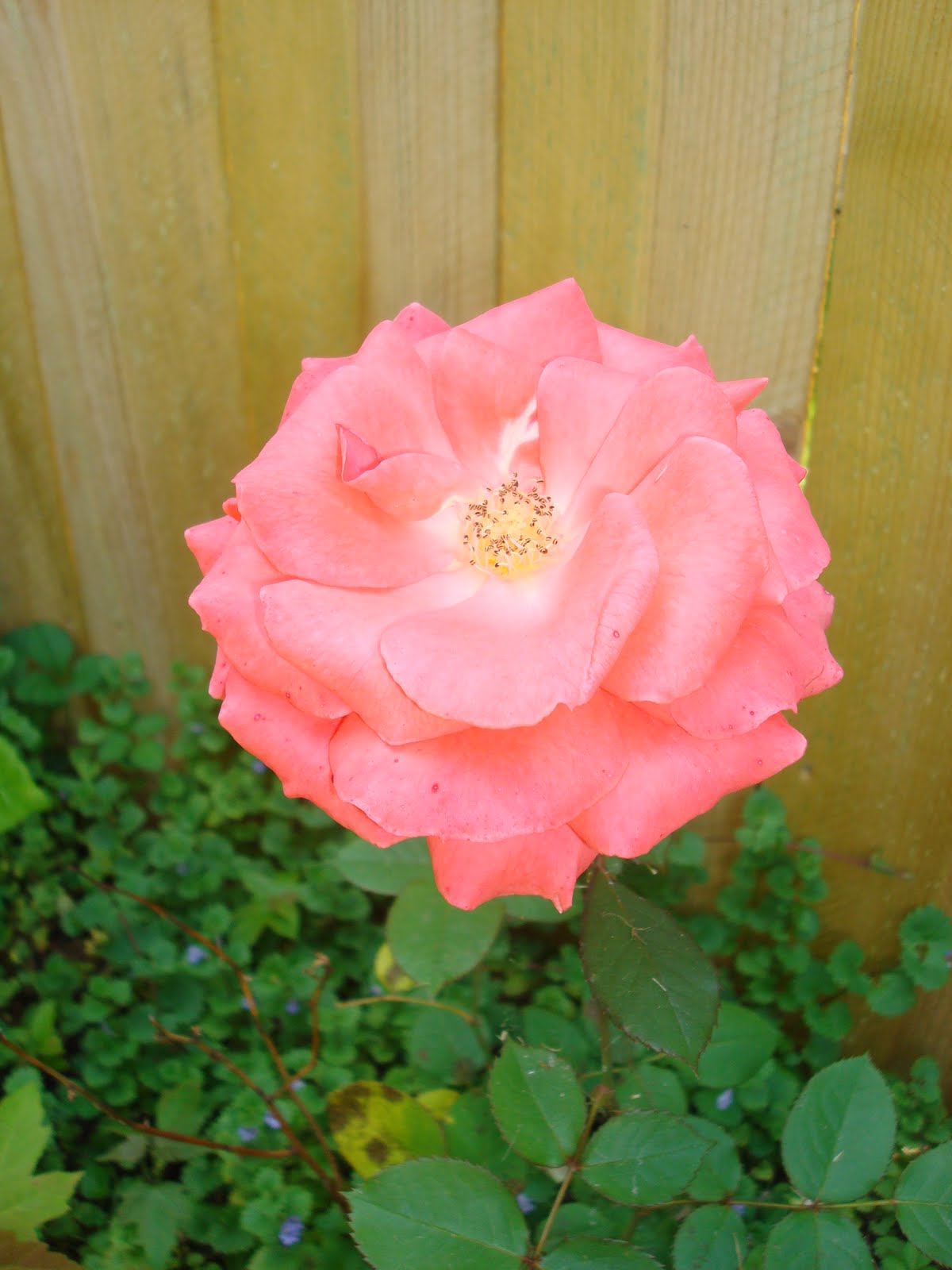 Hectichousehold What is blooming right now