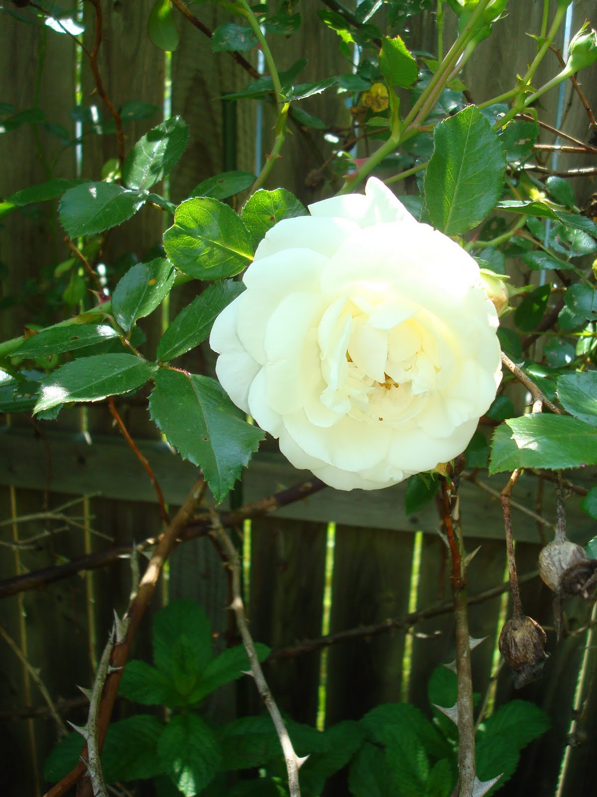 Hectichousehold What is blooming right now