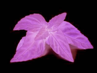 Pink Basil Pink Basil