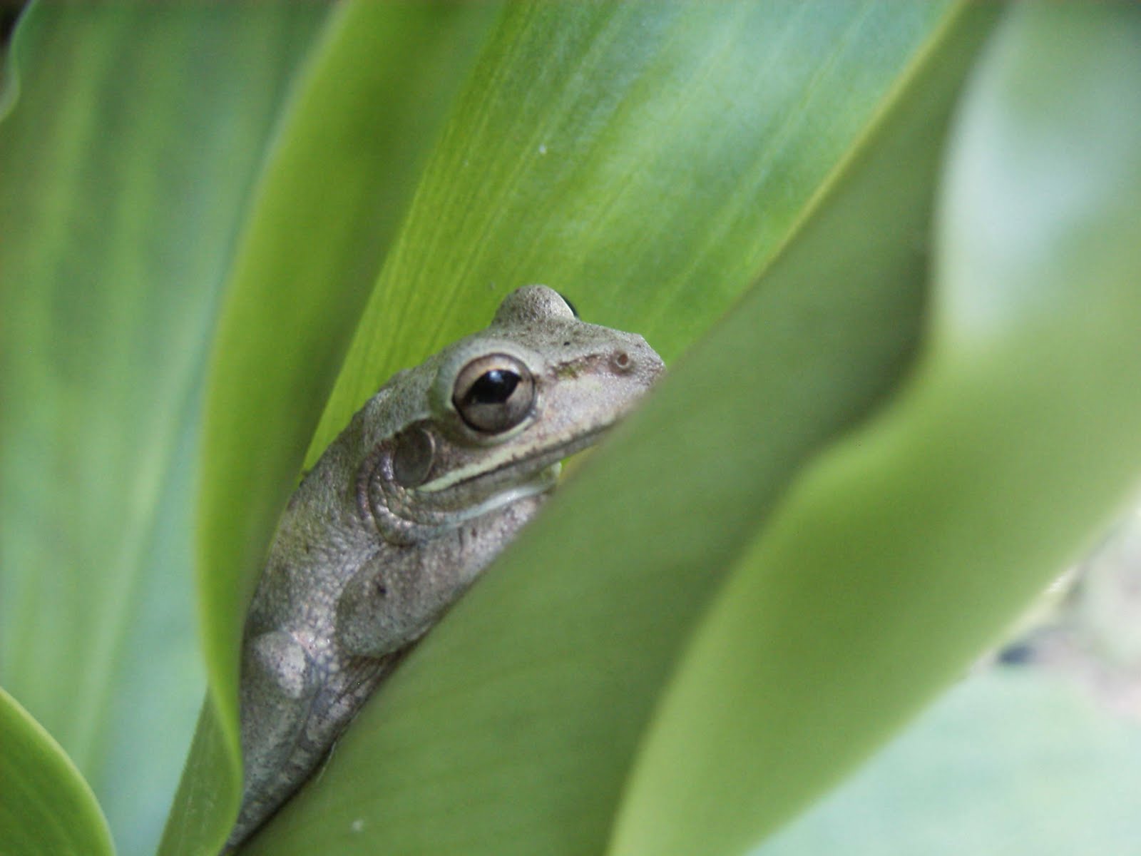 [frog+on+ginger+leaf.JPG]