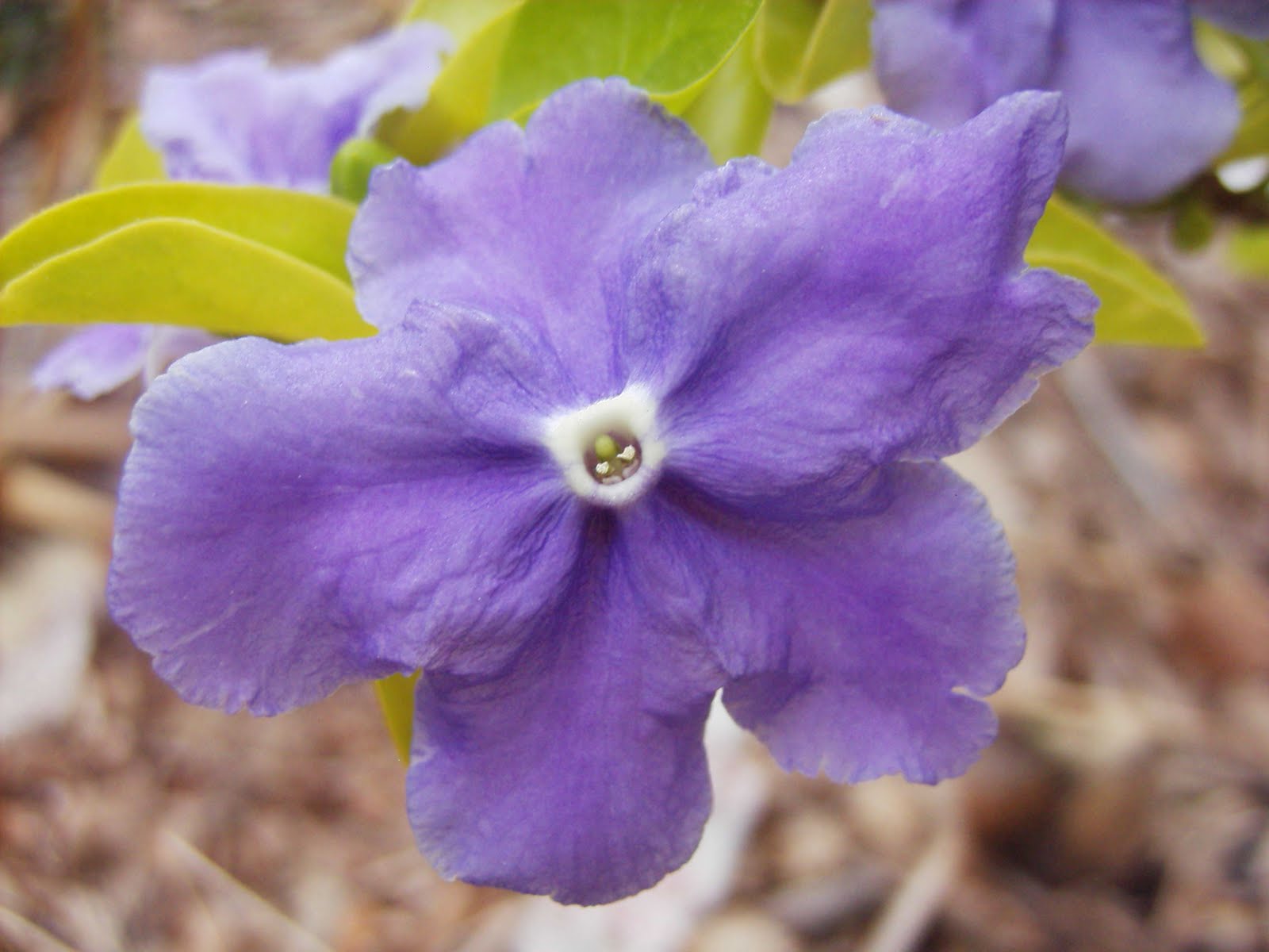 Garden Adventures: Yesterday, Today, and Tomorrow (Brunfelsia pauciflora)