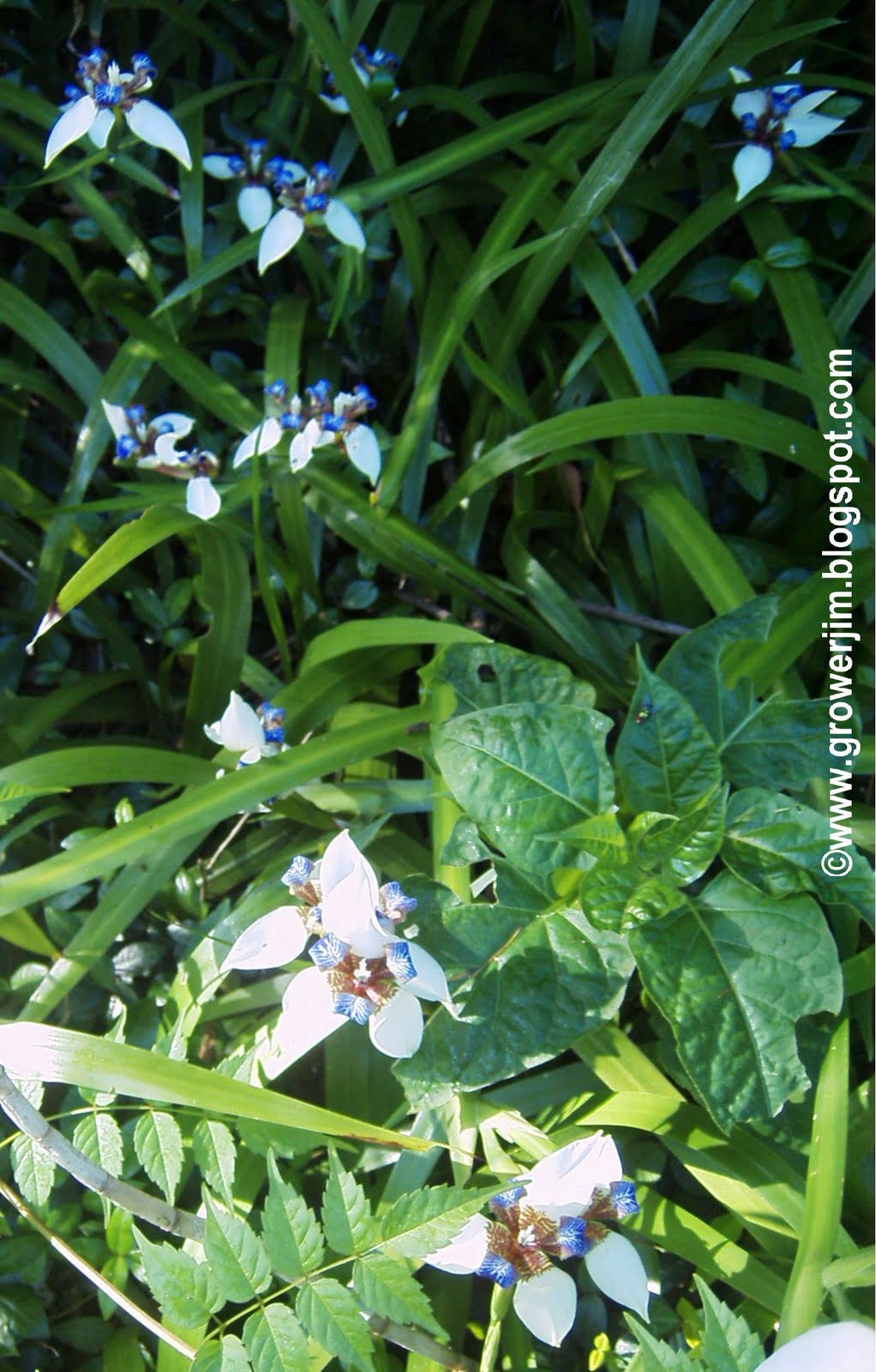 Garden Adventures Walking Iris (Neomarica gracilis)