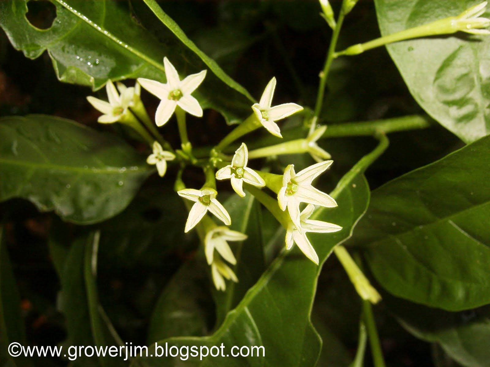 Garden Adventures Cestrum nocturnum (Nightblooming Jasmine)
