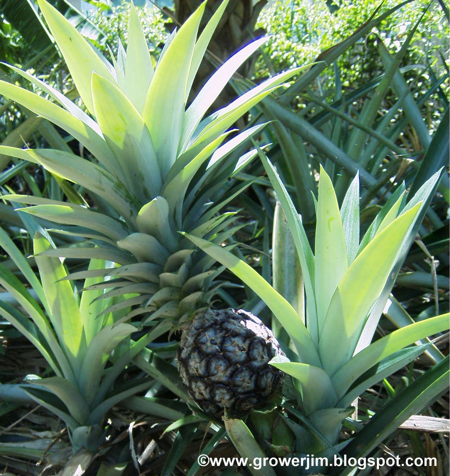 Garden Adventures Pineapple (Ananas comosus)