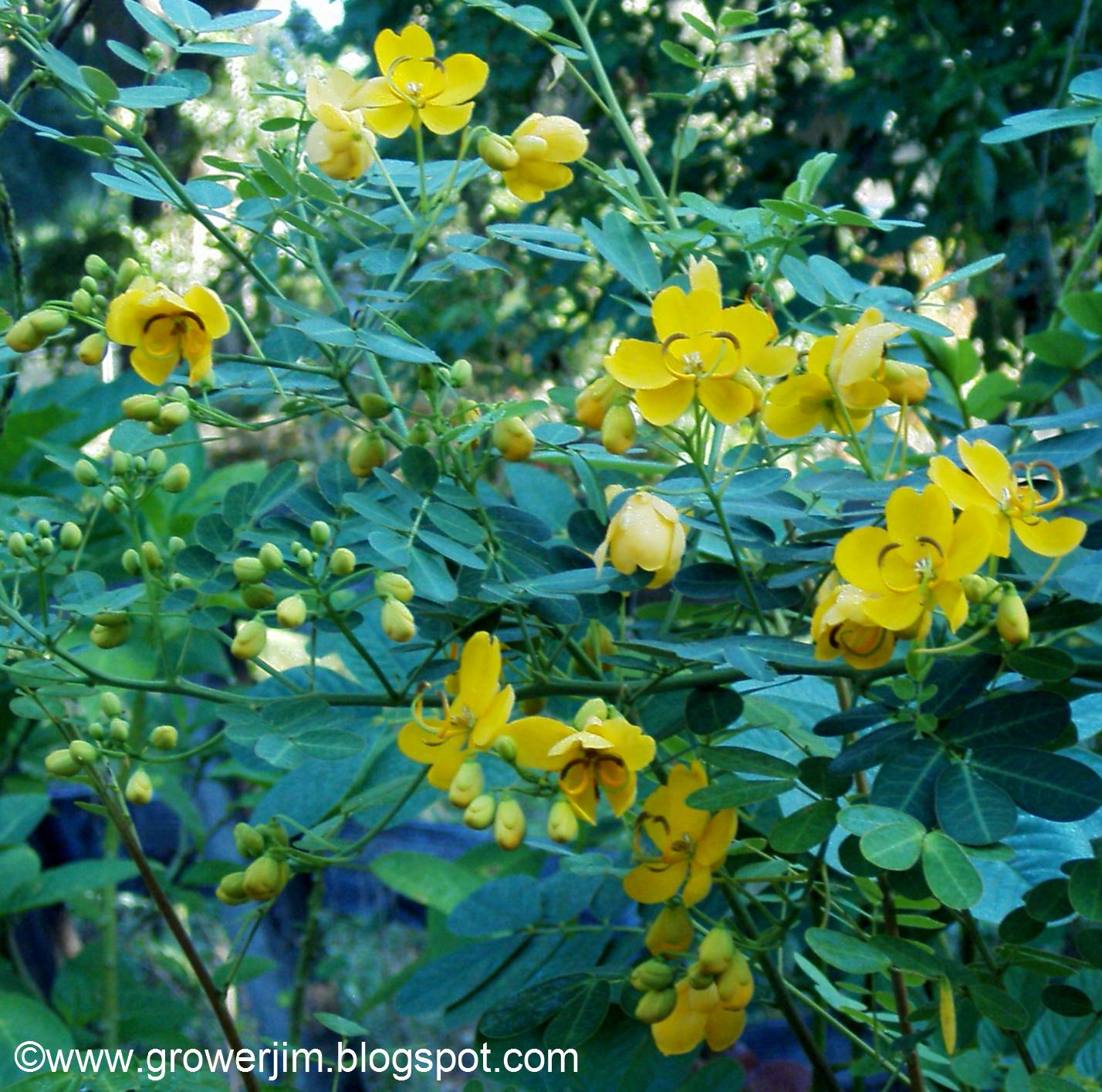 99 Yellow Flower Bush New Mexico Télécharger