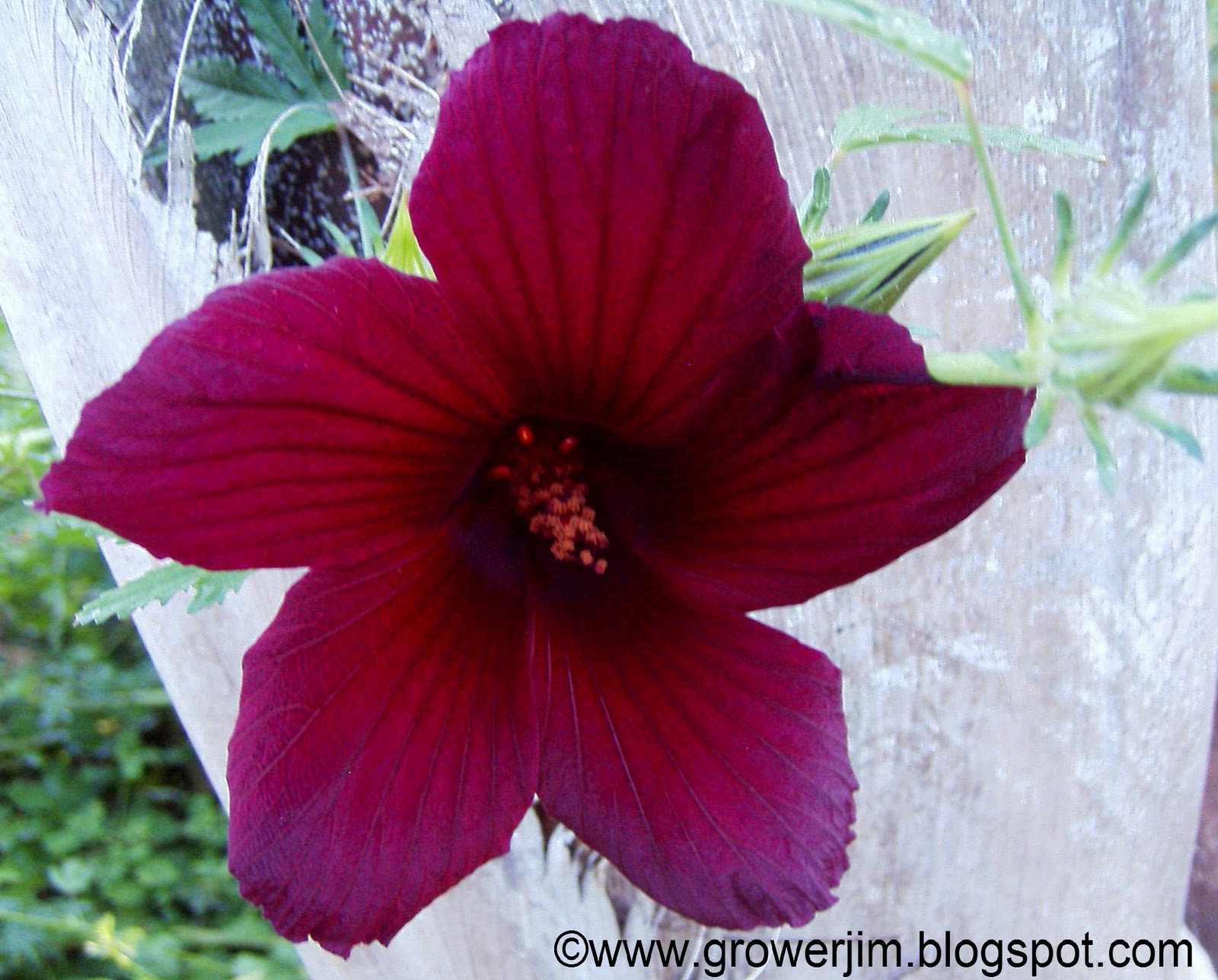 Garden Adventures Hibiscus radiatus