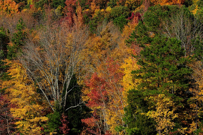 Fall Colors Caroway Mountains 2008