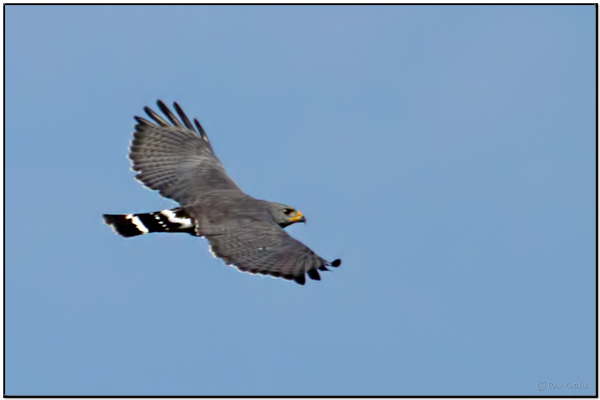 Birding Roatan Dave's Birding Blog: Roatan Island, Honduras Birding