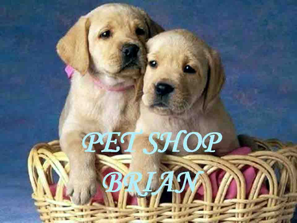PET SHOP BRIAN