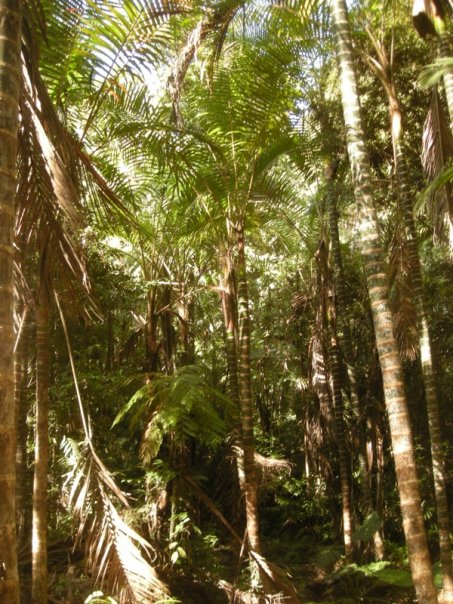 Hutan Pohuwato di Gorontalo