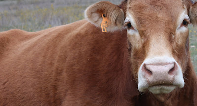 Vaca de color marrón