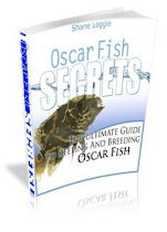 Discover How To Care For Your New Oscar Fish So You Can Keep It Healthy  For A Very Long Time!