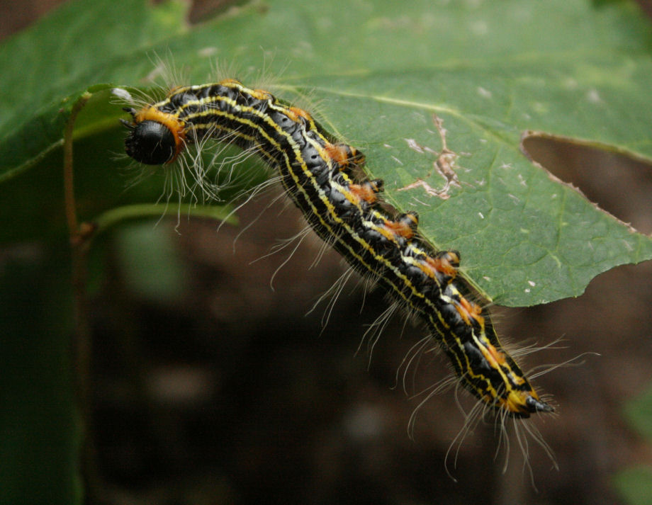 The Öko Box Black & Yellow Striped Caterpillar (with orange legs)