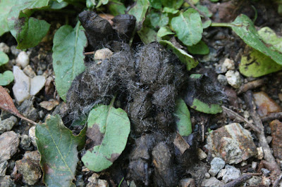 scat animal poop tracking who identify lls ya quite might ago found week need help