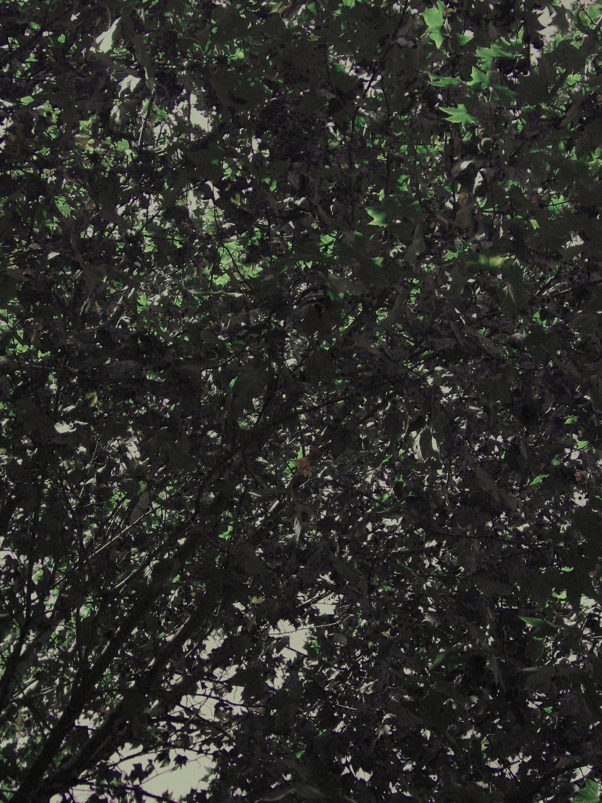 [DSC05591+copia.jpg]