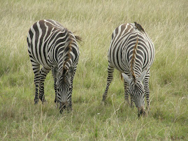 The common zebra