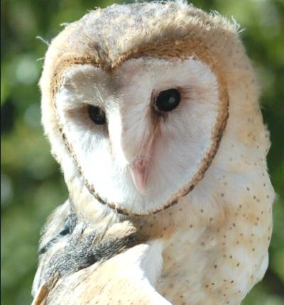 Chile Sorprendente Lechuza