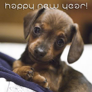 [New-Year-Puppy-Wallpapers.jpg]