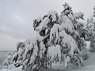 new year snowfall pine tree wallpaper