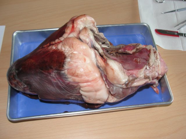 heart diagram worksheet ~ Hairstyle Artist Indonesia