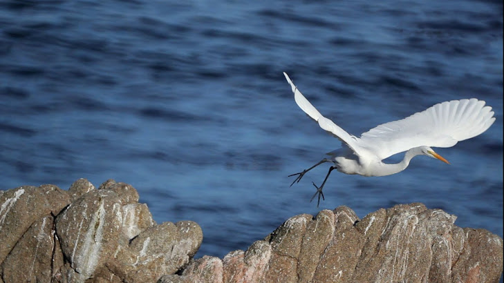 Great White Egret Pacific Grove California