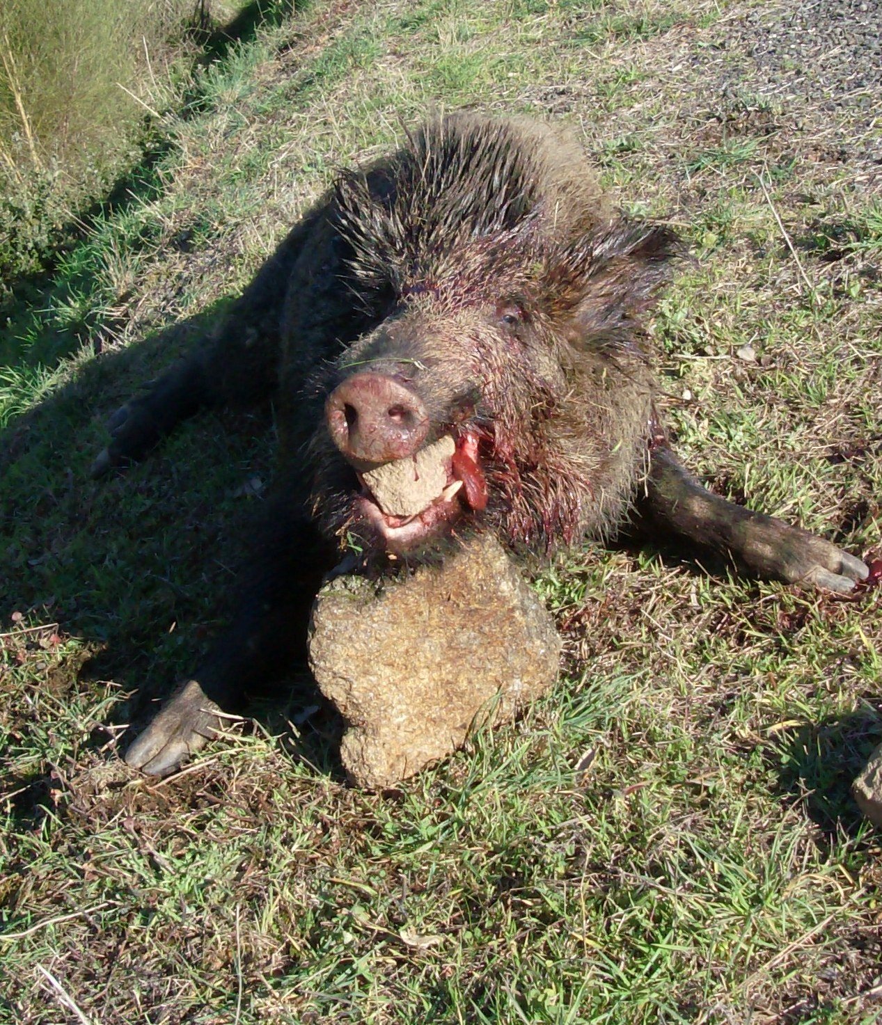 [HPIM0241+-+Cópia.JPG]