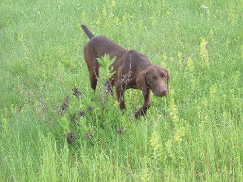 [121brown_braco.jpg]