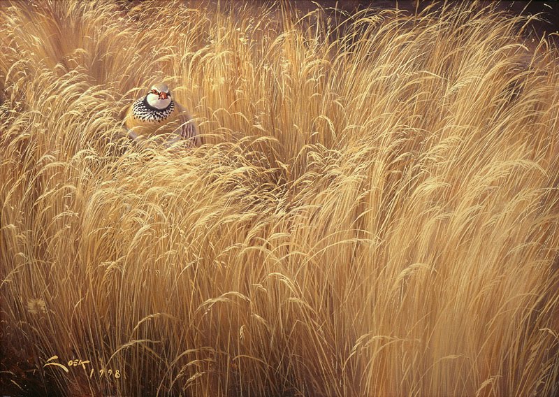 [perdiz_solitaria.jpg]