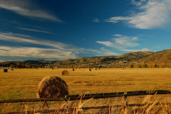 Hayfield