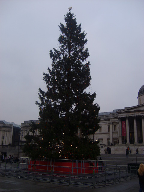 [xmas+tree+from+germany.JPG]