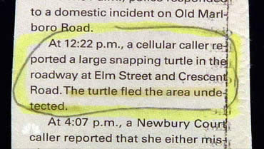 Fleeing turtle