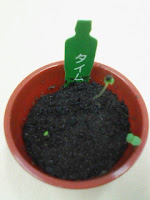 育てて楽しむ「小さな植木鉢」～Petit Planter～タイム観察日記１２日目の巻。